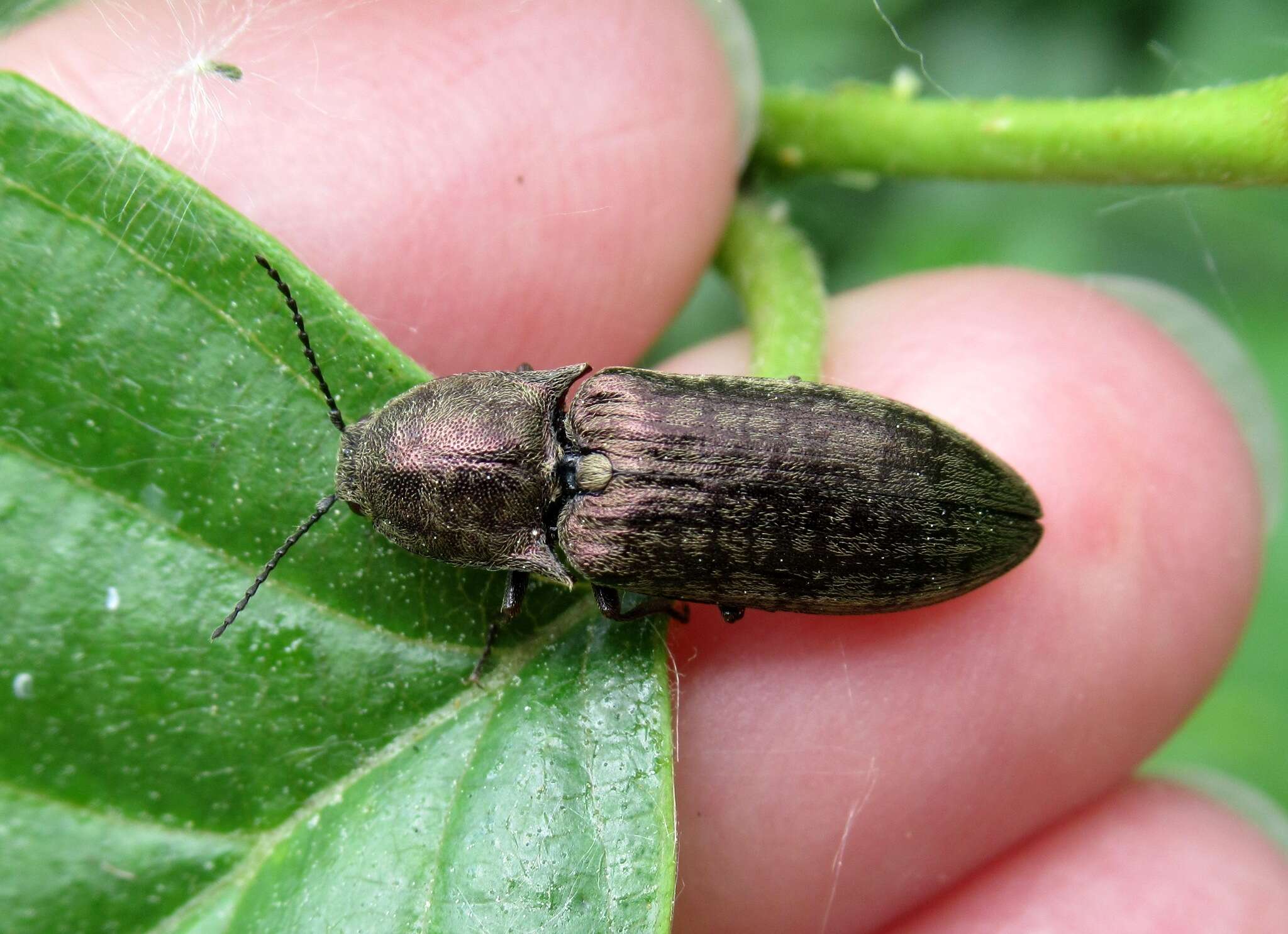 Image de Actenicerus sjaelandicus