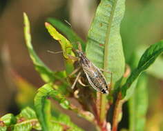 Image of Nabis flavomarginatus Scholtz 1847