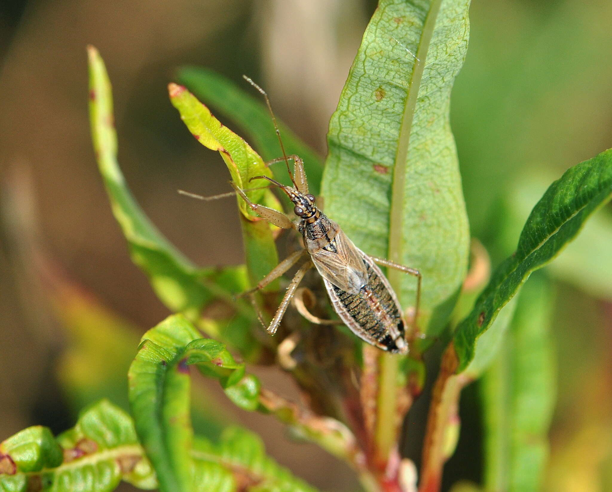 Image of Nabis flavomarginatus Scholtz 1847