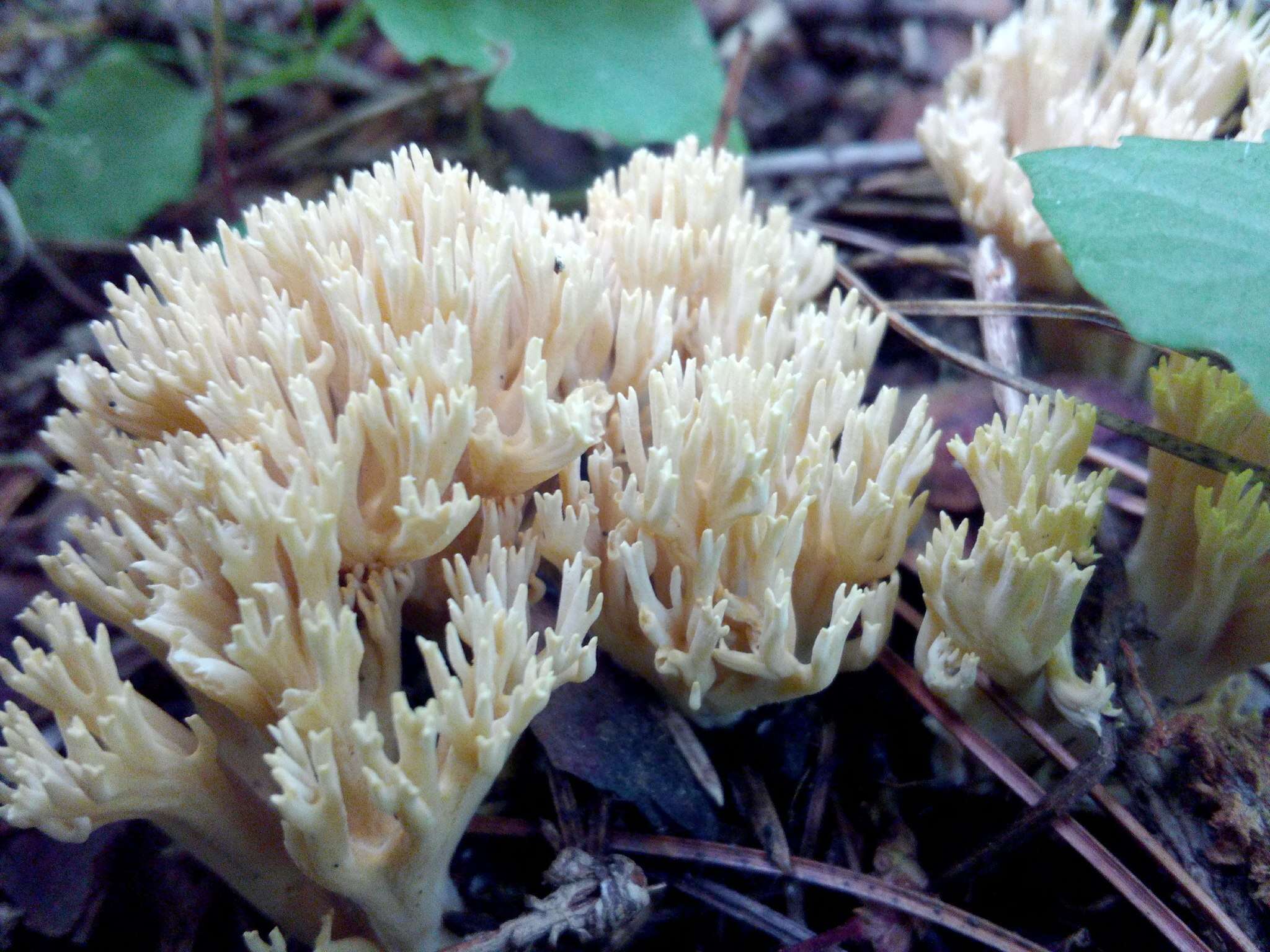 Lentaria micheneri (Berk. & M. A. Curtis) Corner 1950 resmi