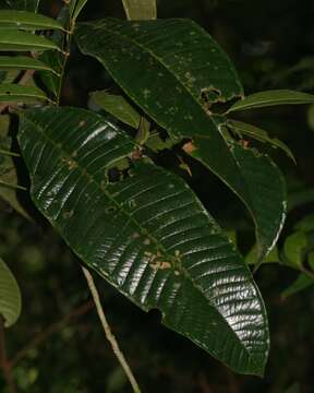 Image of Guatteria guianensis (Aubl.) R. E. Fr.