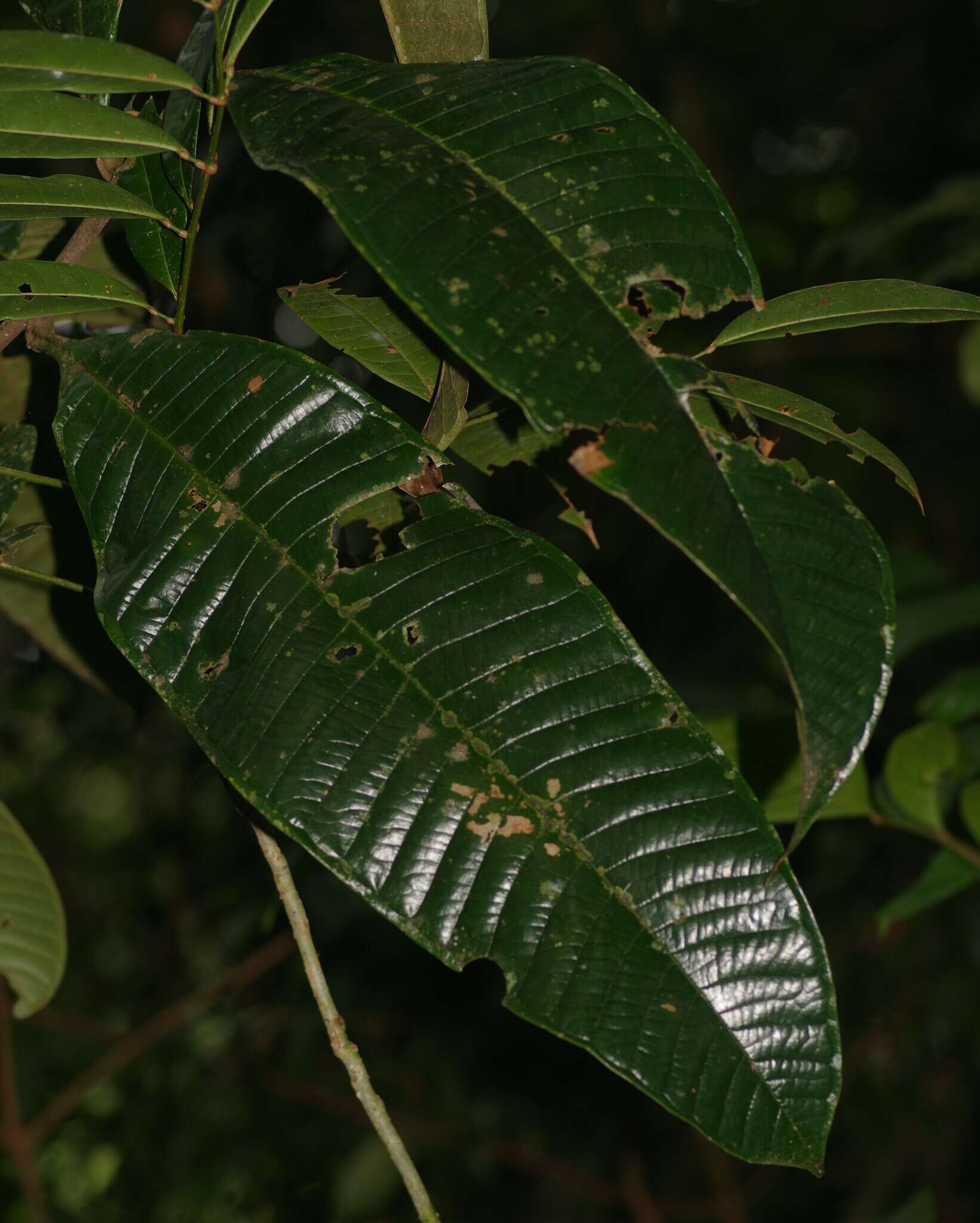 Imagem de Guatteria guianensis (Aubl.) R. E. Fr.