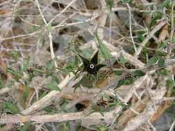 Image of Matelea trachyantha (Greenman) W. D. Stevens