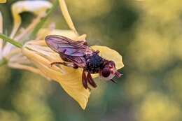 Imagem de Myopa fasciata Meigen 1804