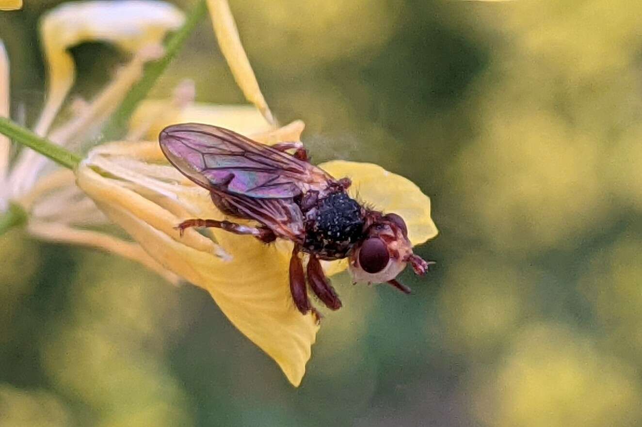 Image de Myopa fasciata Meigen 1804