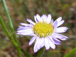 Image of Erigeron foliosus var. foliosus