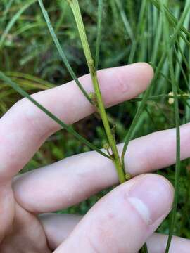 Image of Acacia ptychoclada Maiden & Blakely