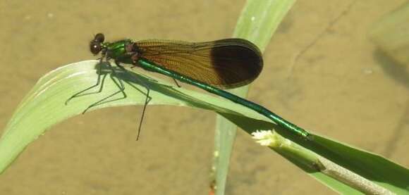 Image of River Jewelwing