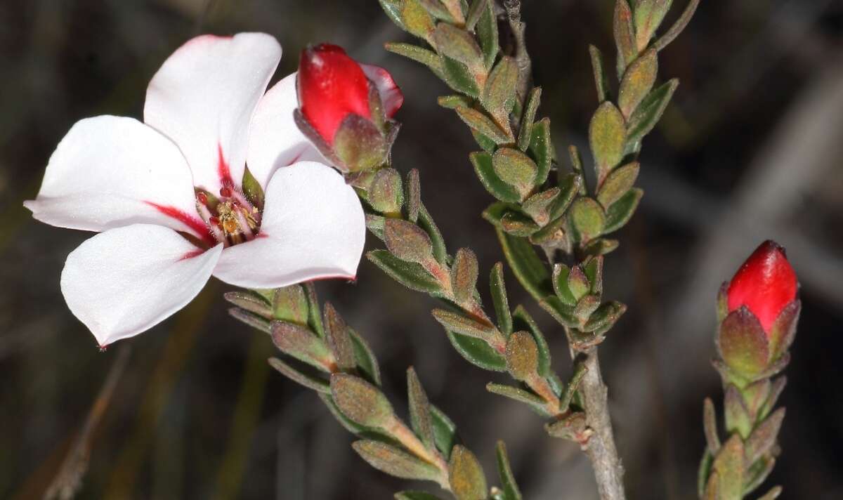 Image of Adenandra villosa subsp. apiculata Strid