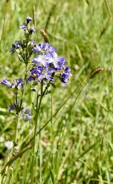 Слика од Polemonium occidentale subsp. occidentale