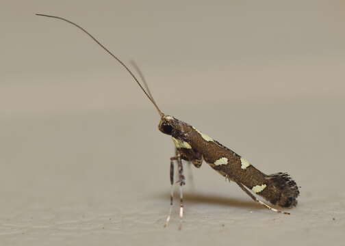 Image of Caloptilia adelosema (Turner 1940)