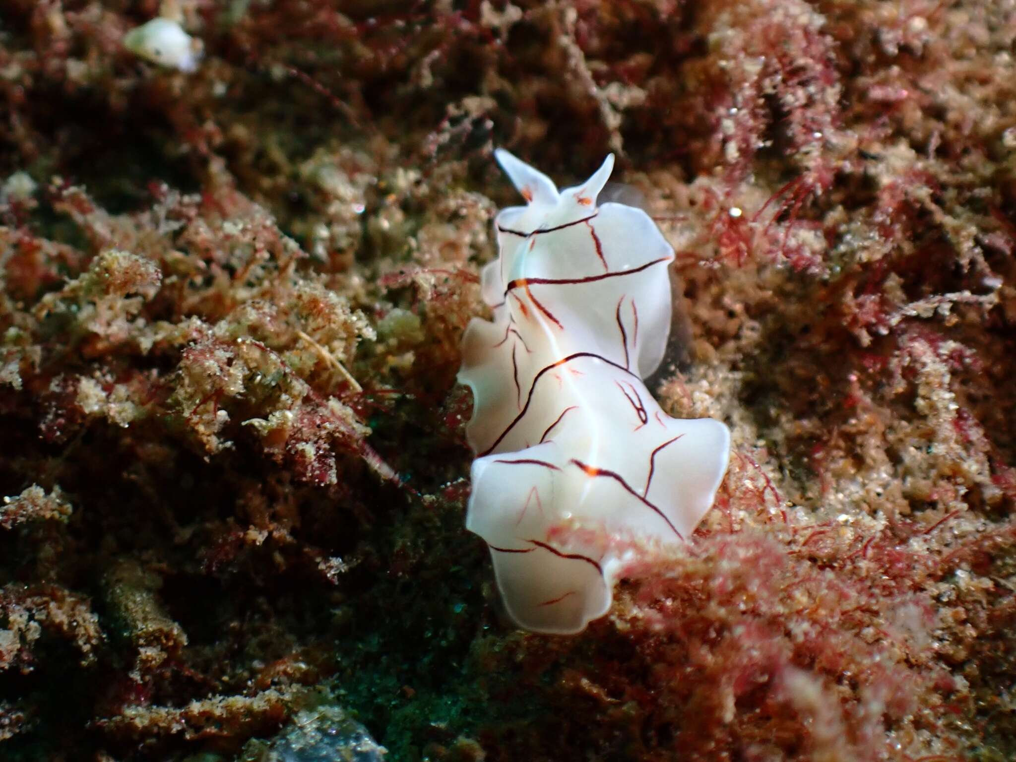 Image of Eurylepta californica Hyman 1959