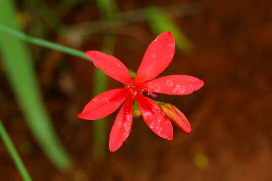 Image of Freesia grandiflora subsp. grandiflora