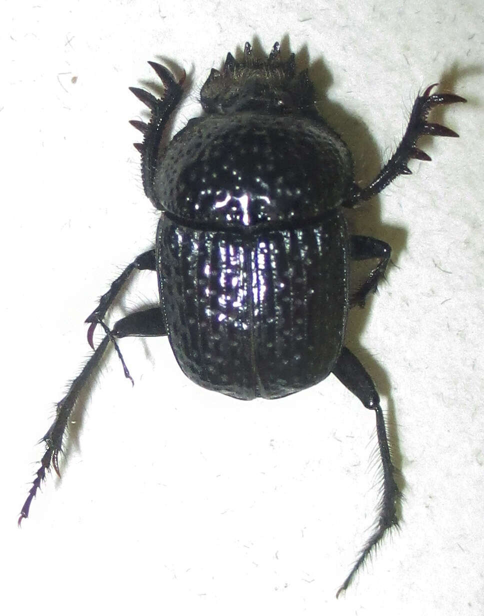 Image of <i>Scarabaeus bohemani</i>