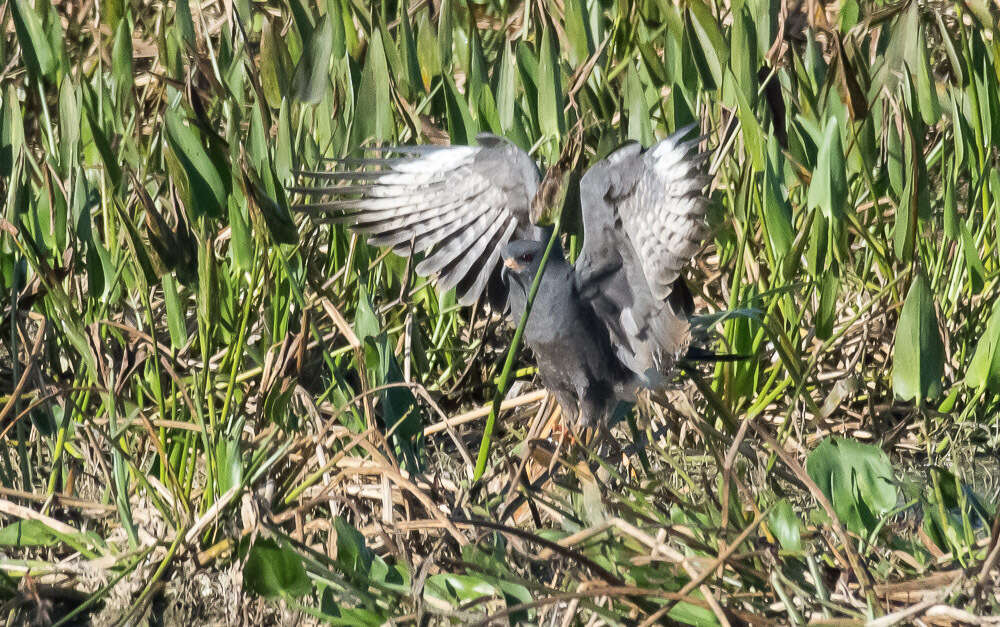 Image of Everglade snail kite