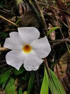 Image de Mandevilla boliviensis (Hook. fil.) R. E. Woodson