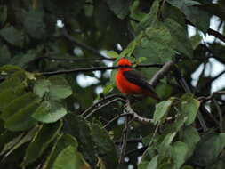 Image of <i>Pyrocephalus rubinus piurae</i>