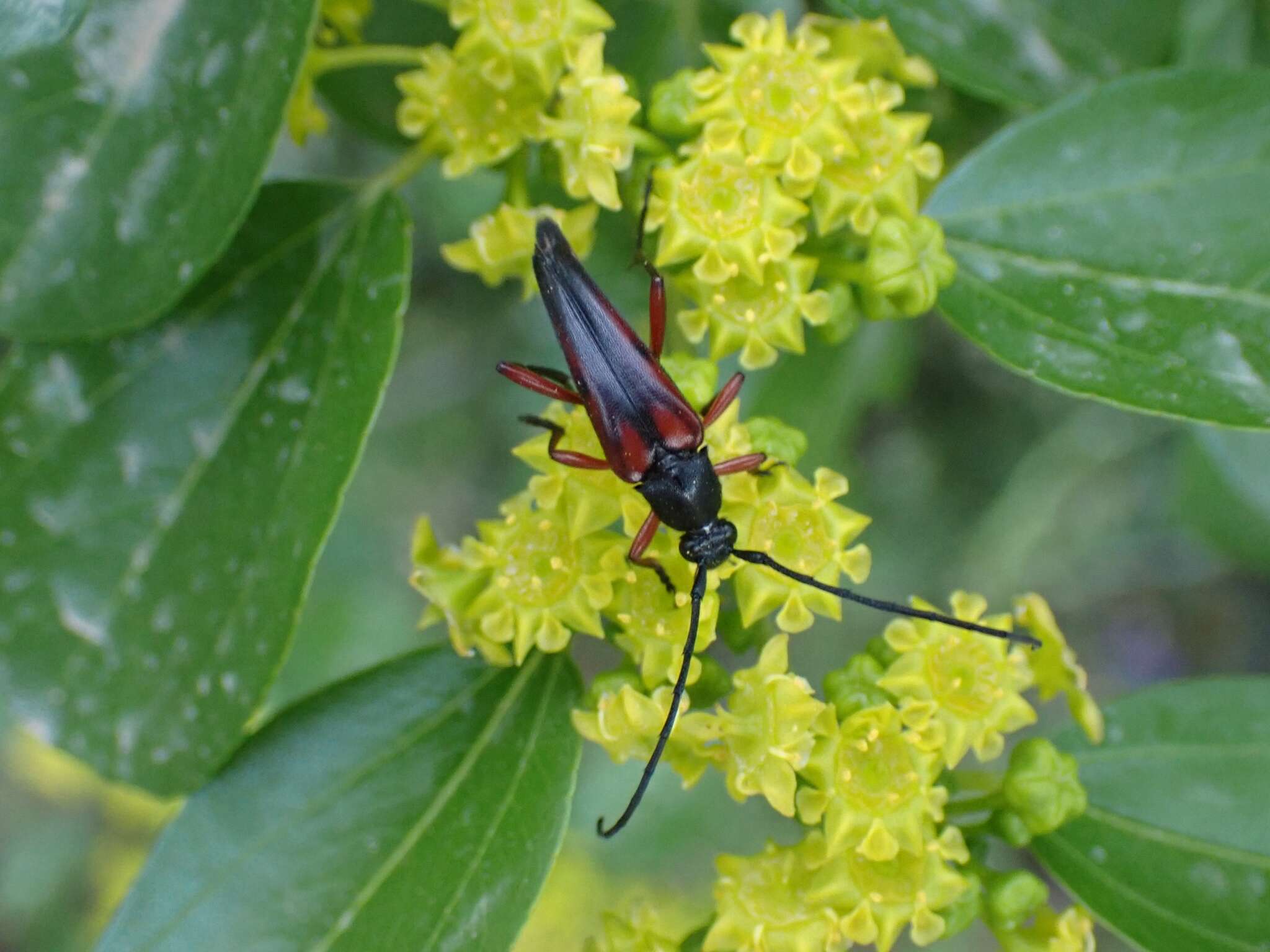 Pedostrangalia (Neosphenalia) emmipoda (Mulsant 1863) resmi