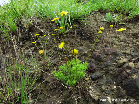 Image of Euryops laxus (Harv.) Burtt Davy