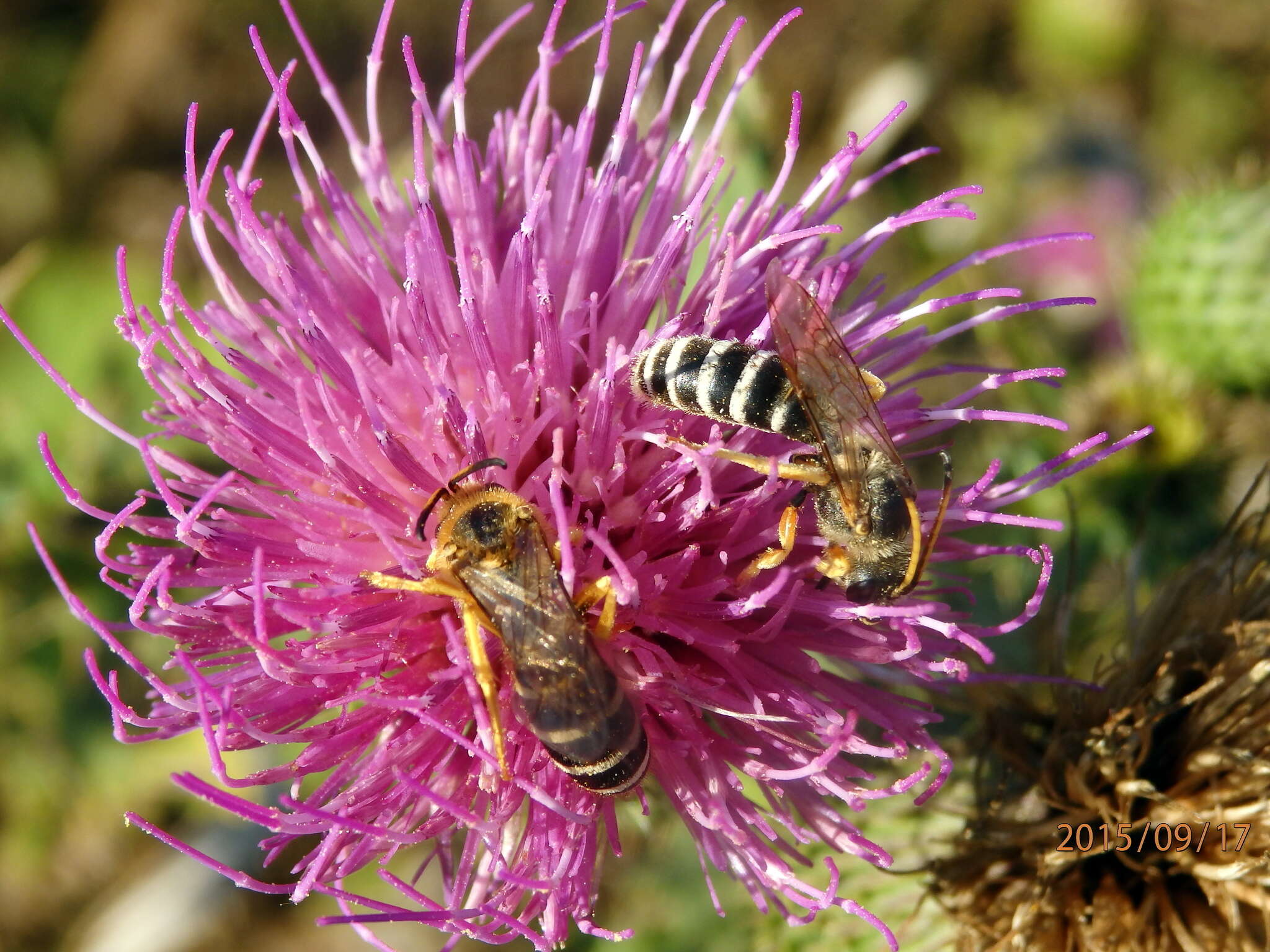 Halictus sexcinctus (Fabricius 1775)的圖片