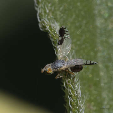 Image of Trupanea bisetosa (Coquillett 1899)