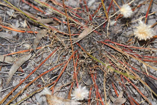 Слика од Ptilotus drummondii (Moq.) F. Müll.