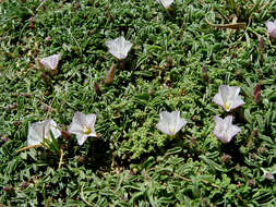 Image of Convolvulus libanoticus Boiss.