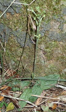 Image of Habenaria arenaria Lindl.