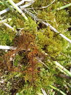 Image of helodium moss