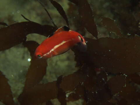 Image of Bodianus pulcher (Ayres 1854)