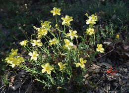 Linum pallasianum Schultes resmi