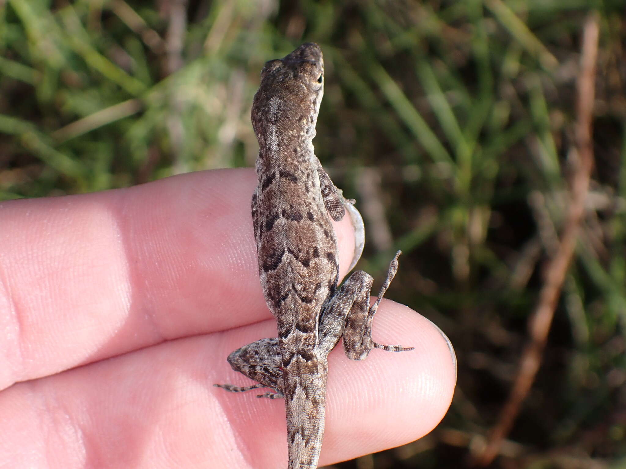 Anolis bonairensis Ruthven 1923 resmi