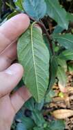 Image of California buckthorn