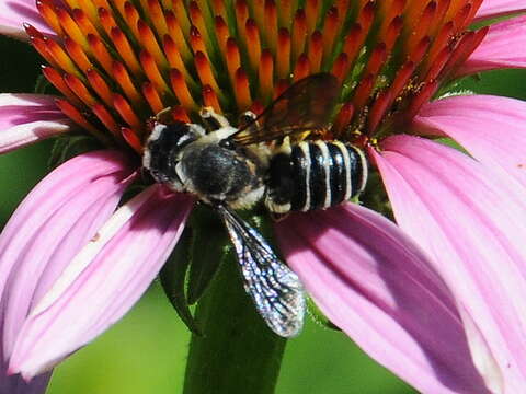 Image of Pugnacious Leaf-cutter Bee