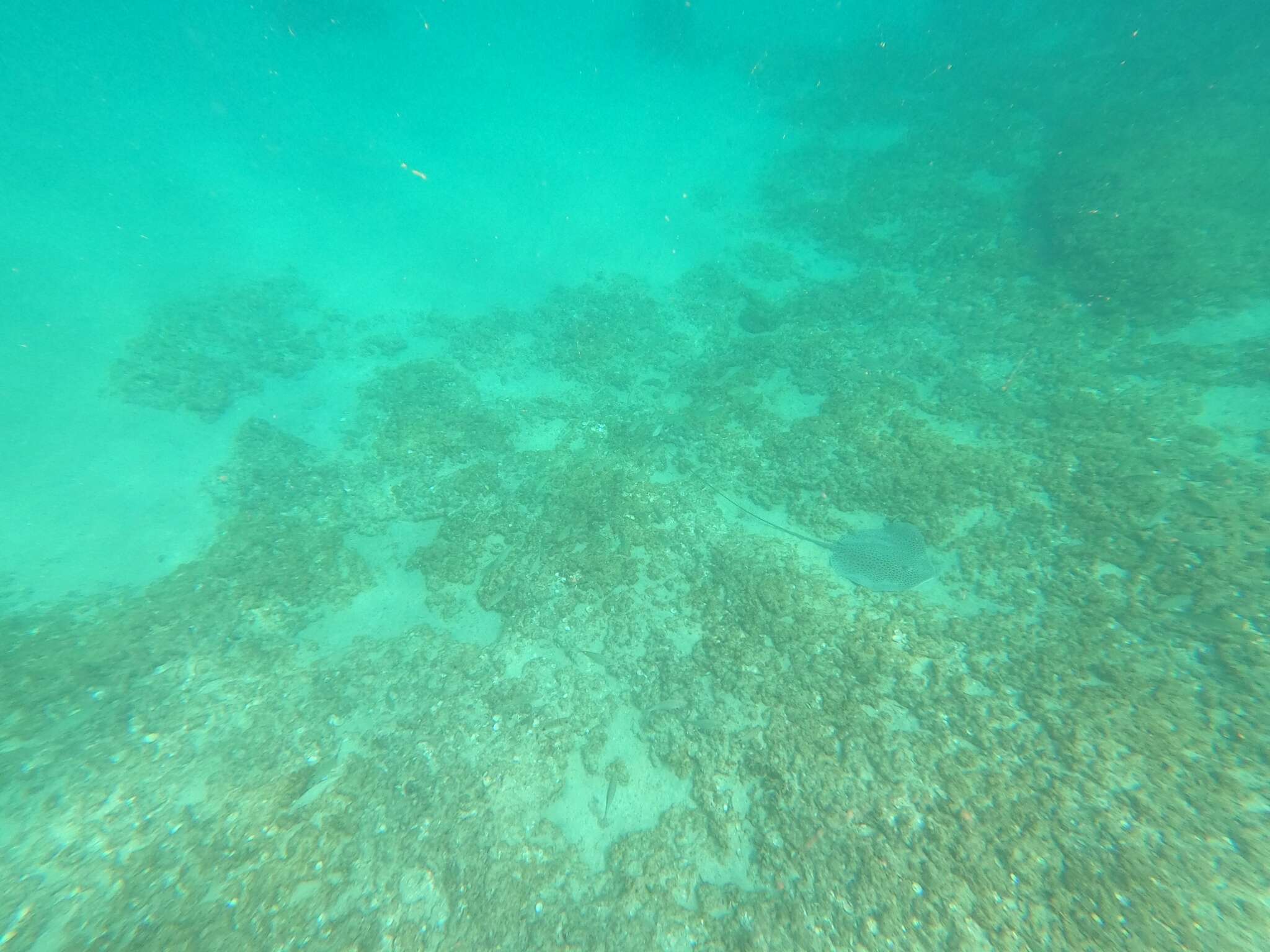 Image of Honeycomb Stingray