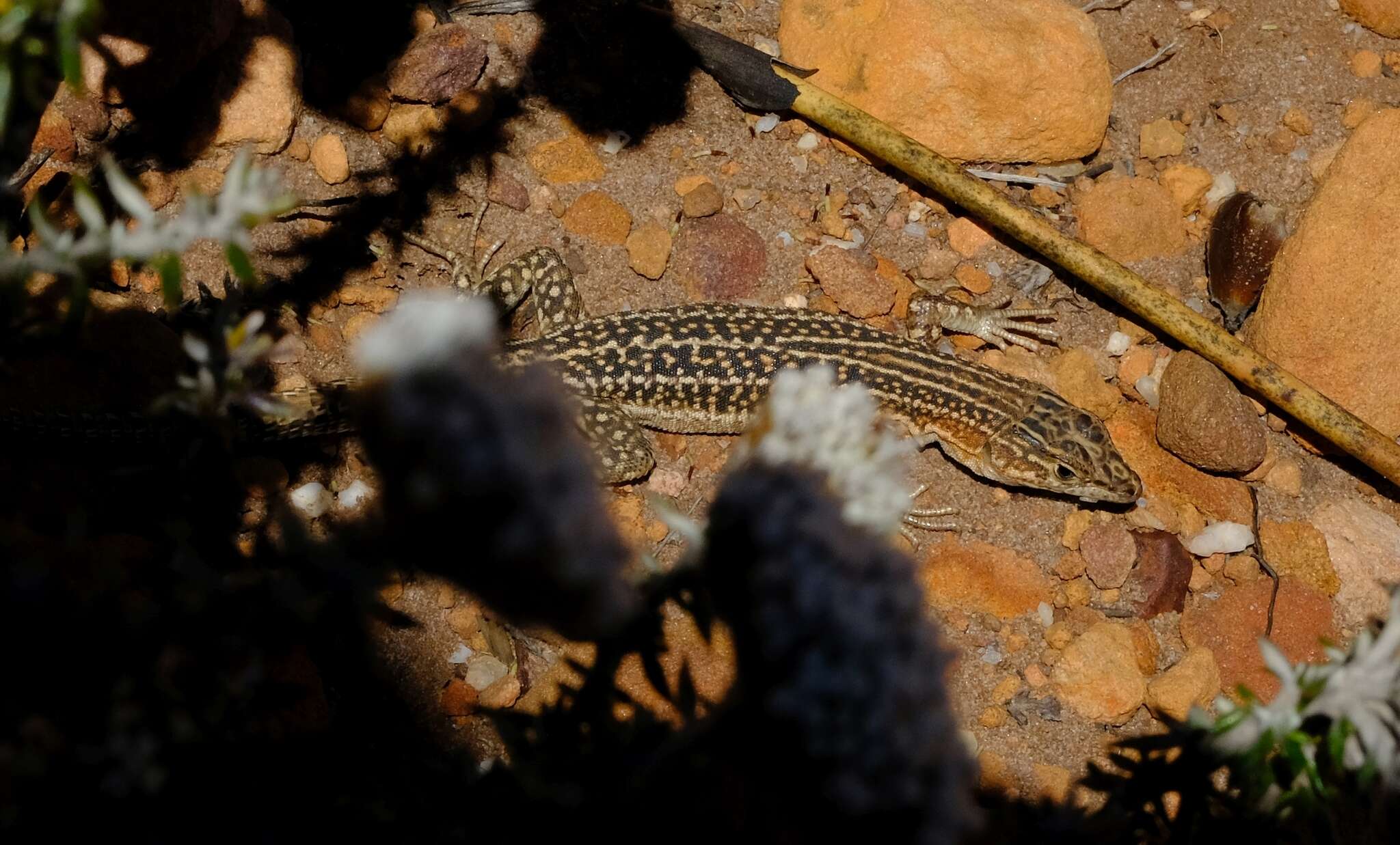 صورة Pedioplanis laticeps (Smith 1849)