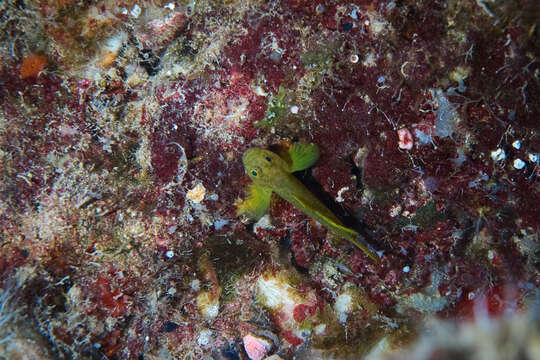 Image of Golden goby