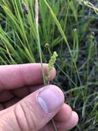 Image of rigid sedge