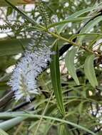 Image of Veronica tairawhiti (B. D. Clarkson & Garn.-Jones) Garn.-Jones