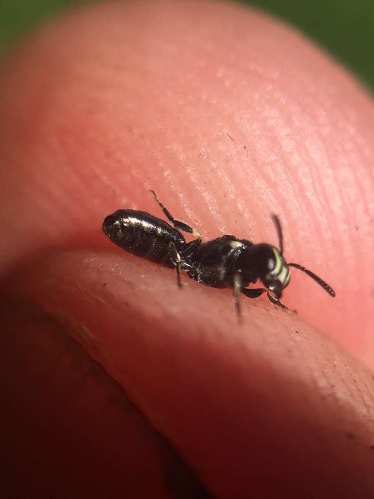 Image of Hylaeus perhumilis (Cockerell 1914)