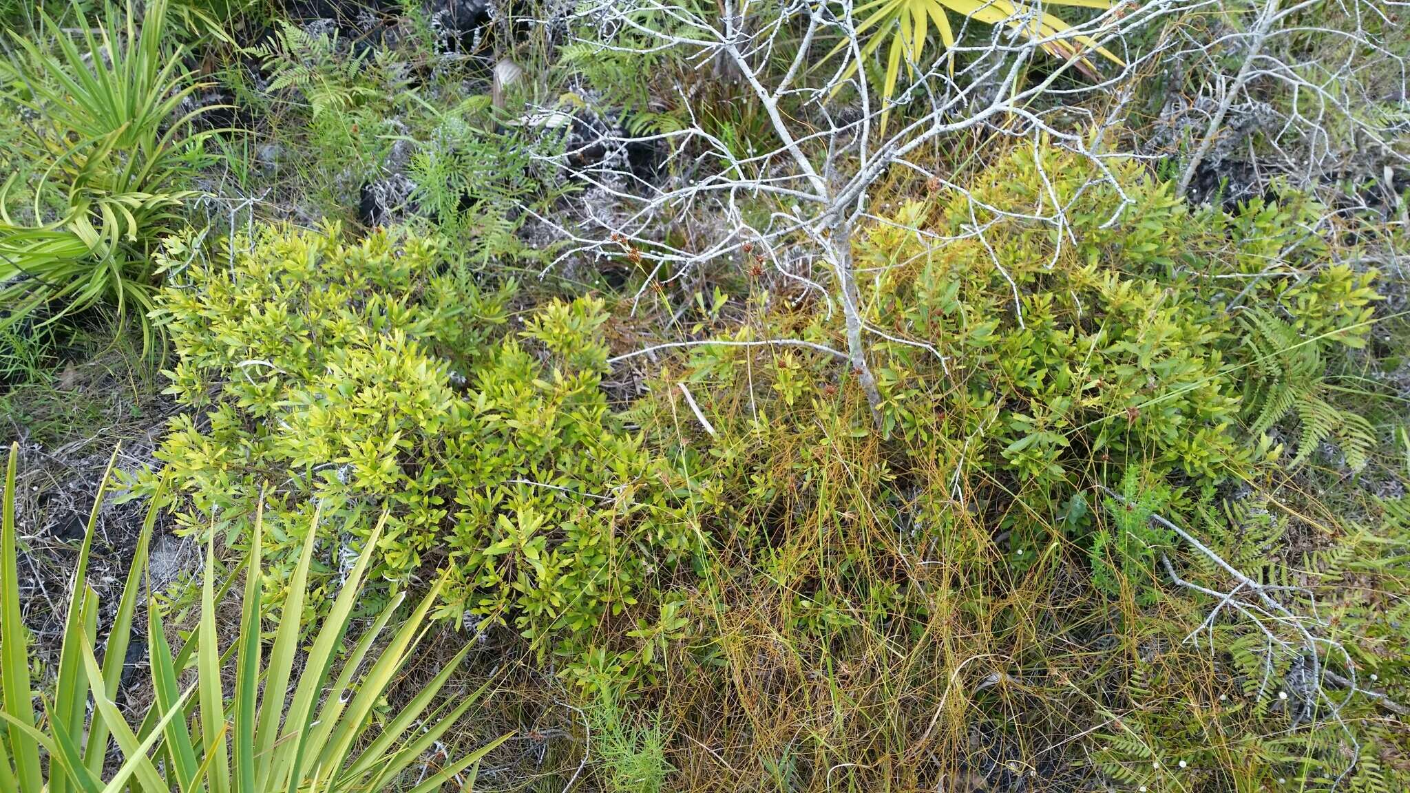 Image of wax myrtle