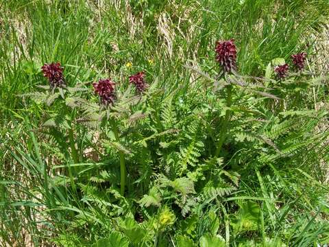 Imagem de Pedicularis recutita L.