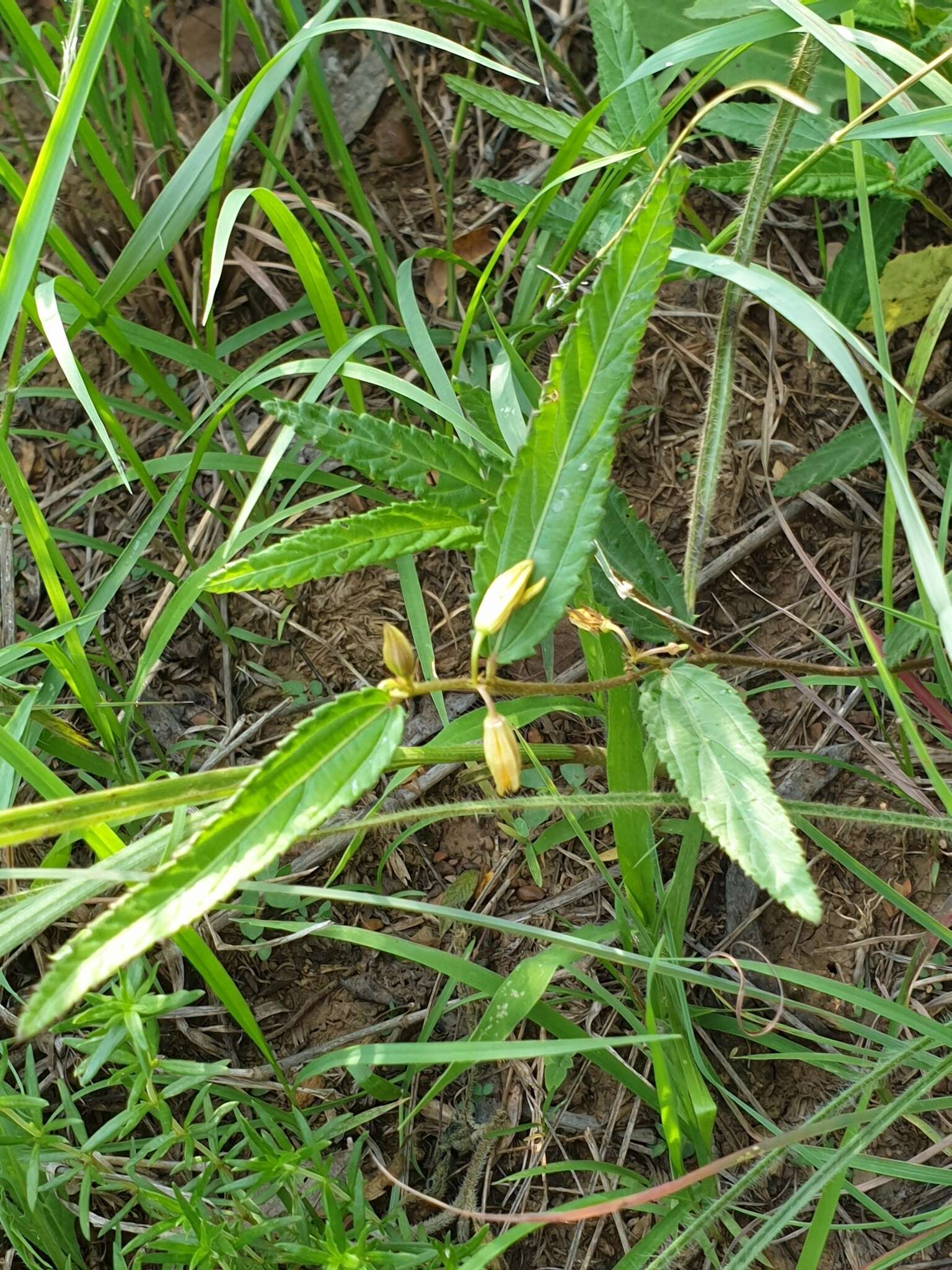 Image of Corchorus confusus Wild