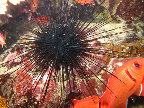 Image of Diadema africanum Rodríguez, Hernández, Clemente & Coppard 2013