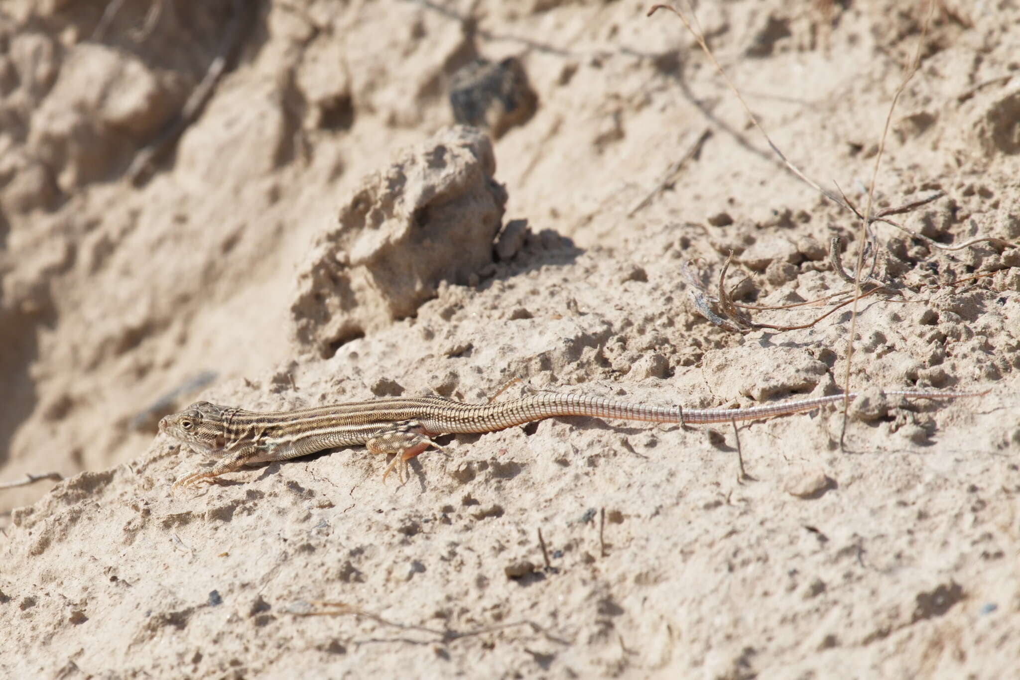 Image of Rapid Racerunner