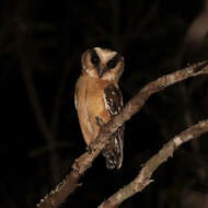 Image of Buff-fronted Owl