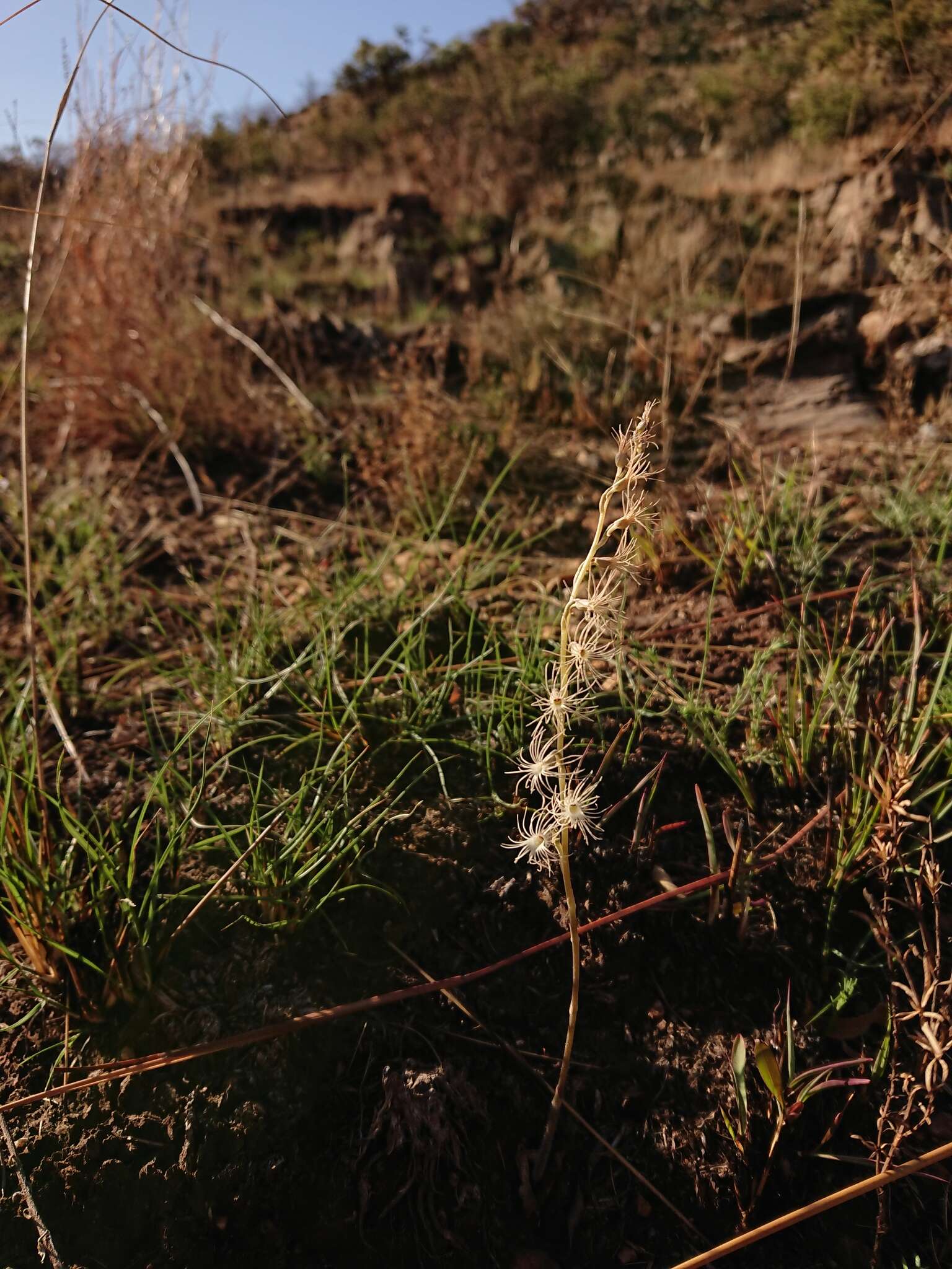 Image of Tassel orchid