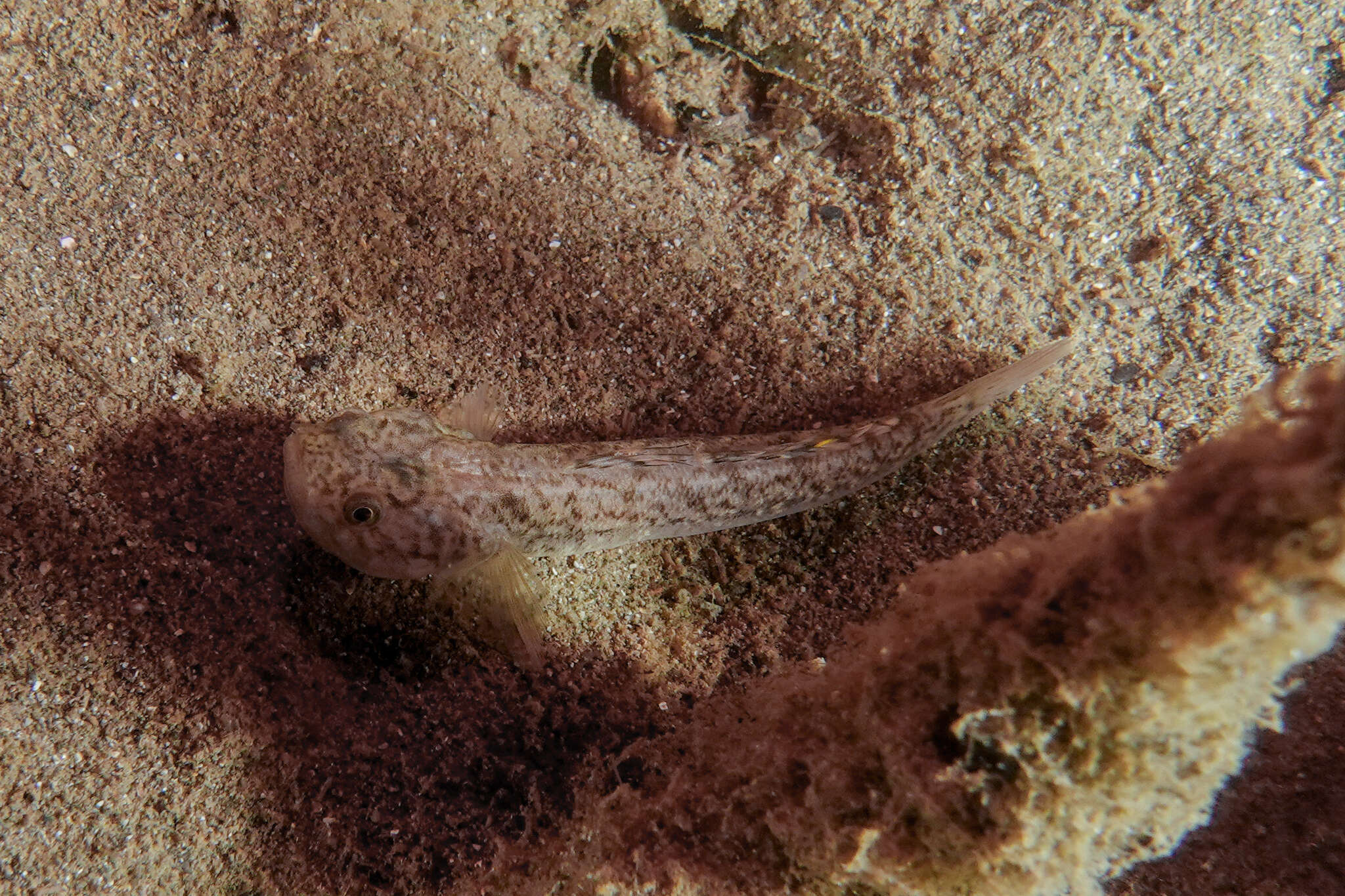 Image of Flat-backed goby