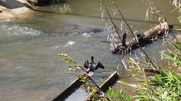 Image of Little Black Cormorant