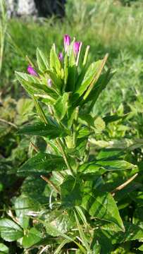 Image of fringed willowherb